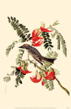 Gray Kingbird