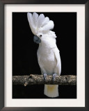 White or Umbrella Cockatoo
