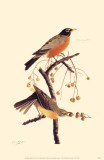 American Robin