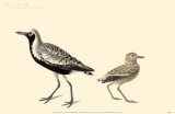 Black-Bellied Plover