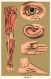Buy Human Body Parts at AllPosters.com