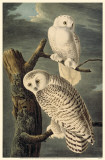 Snowy Owl