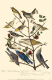 Townsend's Warbler's