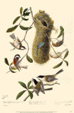 Black-Capped Chickadee