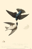 Tree Swallow