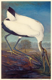 Wood Stork