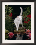 White Domestic Cat Watching Goldfish in Garden Pond