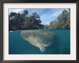 Dwest Indian Manatee, Split Level, Homosassa River, Florida, USA