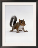 Baby Grey Squirrel, Portrait