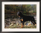 Rottweiler Dog, Illinois, USA