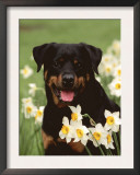 Rottweiler Dog Amongst Daffodils, USA