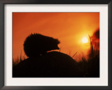 Hedgehog (Erinaceus Europaeus) Silhouette at Sunset, Poland, Europe