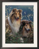 Two Shetland Sheepdogs Panting