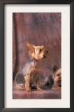 Studio Portraits of Two Yorkshire Terriers, One Lying Down and the Other Sitting up and Looking Up