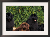 Domestic Dogs, Four Newfoundland Dogs Resting on Grass