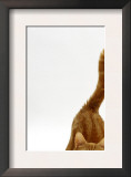 Domestic Cat, Ginger Tabby Female with Rear End and Tail in Air after Enjoying Being Stroked