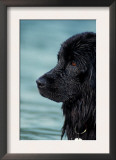 Black Newfoundland Standing in Water