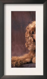 English Cocker Spaniel Lying Down with Head Tilted to One Side