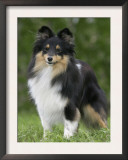 Sheltie Dog Outdoors