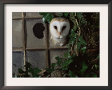 Barn Owl, Peering out of Broken Window, UK