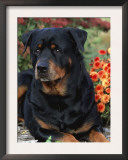 Rottweiler Dog Portrait, Illinois, USA
