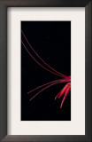 Deep Sea Decapod, Atlantic Ocean Photographed at Surface