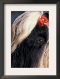 Shih Tzu Profile with Hair Tied Up
