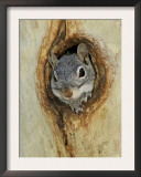 Arizona Grey Squirrel, Ilooking out of Hole in Sycamore Tree, Arizona, USA