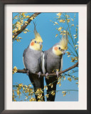 Two Cockatiels, Males (Nymphicus Hollandicus) Australia