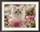 Domestic Cat, Silvertabby Kitten Among Michaelmas Dasies, Japanese Anemones and Cosmos Dasies