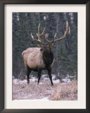 Elk Deer Stag in Snow, Jasper National Park, Canada
