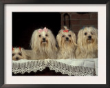 Four Maltese Dogs Sitting Together with One Lying Down