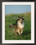Sheltie / Shetland Sheepdog Running
