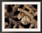 Pygmy Seahorse Camouflaged in Fan Coral, Indo-Pacific