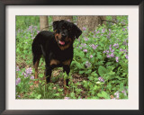 Rottweiler Dog in Woodland, USA