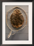 Beaver Pelt Stretched on a Sapling Frame and Laced with Rawhide