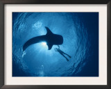 Whale Shark and Person Swimming in Silhouette, Indo Pacific