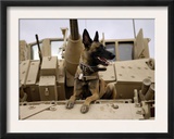 US Air Force Military Working Dog Sits on a US Army M2A3 Bradley Fighting Vehicle