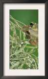 Mexican Treefrog, on Spanish Moss, Texas, USA