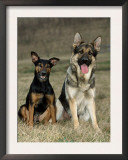 German Shepherd and Mixed Breed Dogs