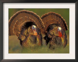 Wild Turkey Males Displaying, Texas, USA