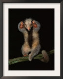 Buy Pygmy / Silky Anteater, South America at AllPosters.com