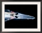 Spookfish, Deepsea Species Occurring in the Twilight Zone, off Cape Verde Iles, Atlantic