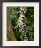 Ocelot (Felis / Leopardus Pardalis) Amazon Rainforest, Ecuador