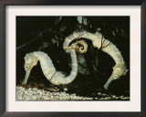 Yellow Seahorses (Hippocampus Guttulatus) Mediterranean