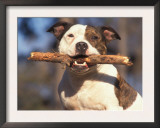 Staffordshire Bull Terrier Carrying Stick in Its Mouth