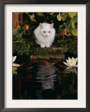 White Domestic Cat Watching Goldfish in Garden Pond