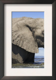 Two African Elephants Playing in River Chobe, Chobe National Park, Botswana