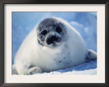 Harp Seal Pup on Ice at Start of Moult, Magdalen Is, Canada, Atlantic