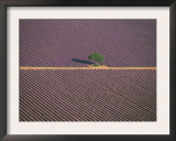 Aerial View of Tree in Lavender Field, Baronnies, Provence, France